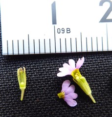 Primula walshii