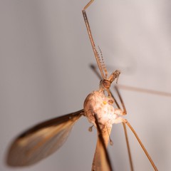 Tipula sayi