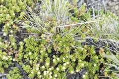 Baccharis magellanica