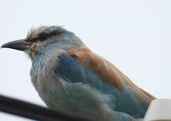 Coracias garrulus garrulus