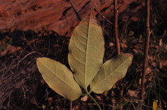 Trochomeriopsis diversifolia image