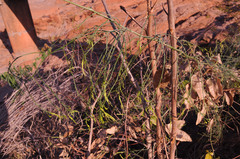 Trochomeriopsis diversifolia image