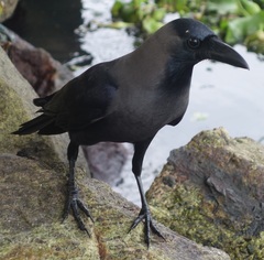 Corvus splendens