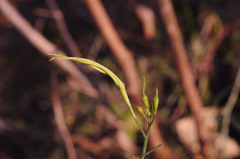 Trochomeriopsis diversifolia image