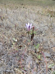 Brodiaea rosea rosea