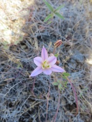 Brodiaea rosea rosea