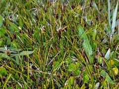 Schoenus concinnus