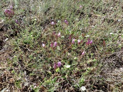 Brodiaea rosea rosea