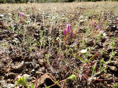 Brodiaea rosea rosea