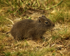 Cavia aperea