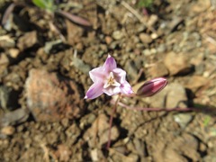 Brodiaea rosea rosea