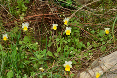 Viola hymettia