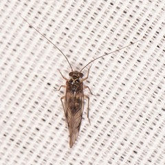 Psocomorpha