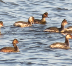 Podiceps nigricollis
