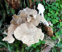 Bondarzewia montana