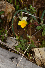 Viola hymettia