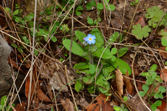 Myosotis cadmea
