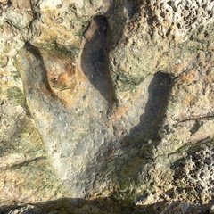 Acrocanthosaurus atokensis