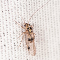 Psocus leidyi