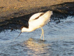 Recurvirostra avosetta