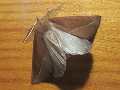 Compsoptera opacaria