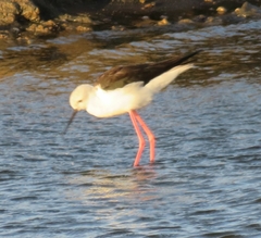 Himantopus himantopus