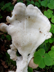 Bondarzewia montana