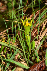 Gagea peduncularis