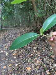 Ficus aurea