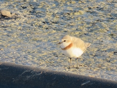 Charadrius pallidus