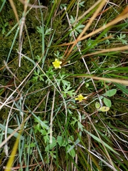 Ranunculus glabrifolius