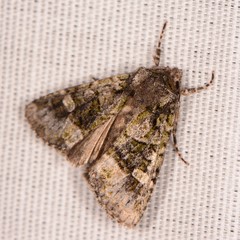 Lacinipolia olivacea