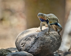 Horrible Spiny Lizard photo 4