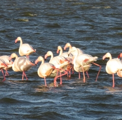 Phoenicopterus roseus