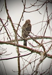 Accipiter cooperii