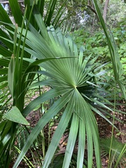 Thrinax radiata