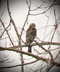 Accipiter cooperii