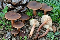 Lactarius hepaticus