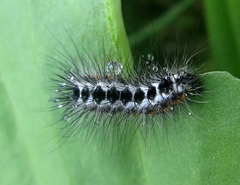 Acronicta euphorbiae