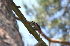 Dendrocopos major