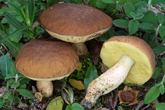 Leccinellum corsicum