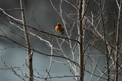 Erithacus rubecula