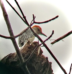 Melanerpes carolinus