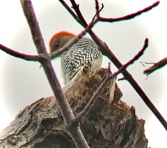 Melanerpes carolinus
