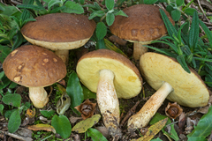 Leccinellum corsicum