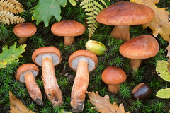 Tricholoma ustaloides