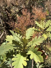 Bocconia frutescens