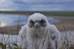 Peregrine Falcon photo 6