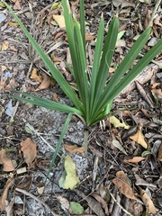 Sabal palmetto
