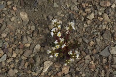 Euphrasia meiantha